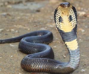 snake died after biting man