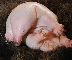 A real life ugly duckling