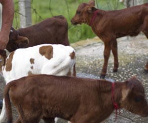 cow quadruplets born on cuba farm