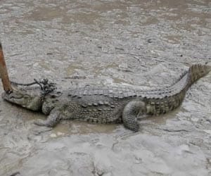 Crocodile traps pets