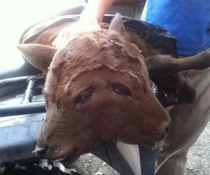 2-headed calf born