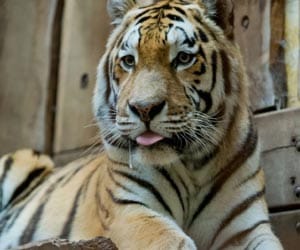 Zookeeper mauled to death by tiger
