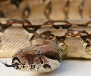 Catching Wild Rabbits using Snakes