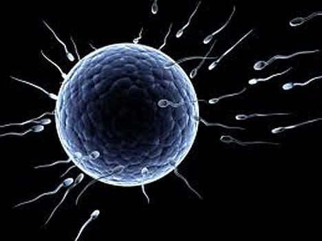 sperm can carry stress