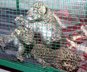 tiger cubs become vip in lucknow zoo