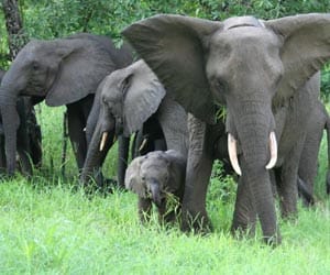 elephant in rajaji park