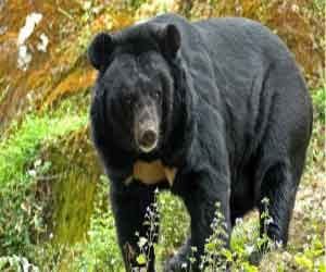 bear attack at chirgaon shimla, one died