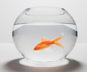 goldfish survives house fire and two years with no food