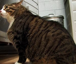 Pets eat when ‘emotionally distressed’ just like us