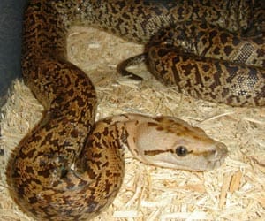 snake Funfkar