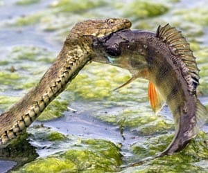Snake versus fish