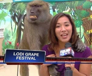 cheeky baboon groped shocked TV reporter's breast