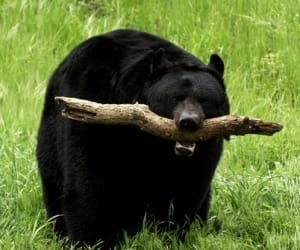 bear attacked at home