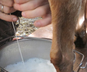 top milk producers in up awarded