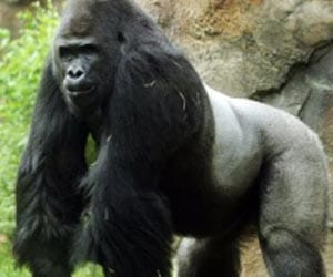Male Zoo gorilla to get therapy for sexist attitude