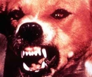 punjab, firozpur, dog, killed