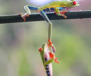red-eyed tree frog catching a lift from his mate 