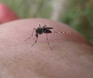 dengue larva found in two percent houses
