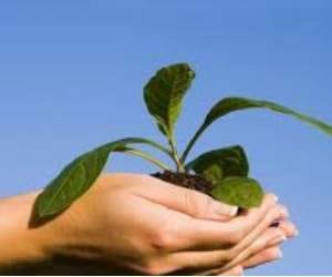 forest dept says till 5.68 crore plantations completed