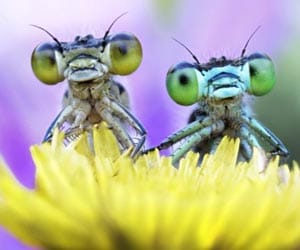 The love bugs