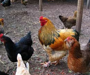killed two cock and died two oxe