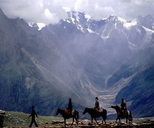 medicinal plants in himalaya