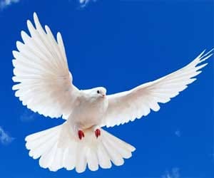 why indian villagers in tenson abuot Pakistani pigeons ?