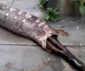 python eats dog