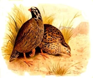 search missing bird and win a prize of one million