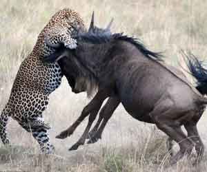 fight between leopard and wildebeest