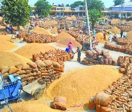 Specail Status for Solumajara's grain market
