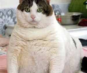 Woman faces jail for letting her cat become overweight