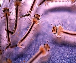 death in uttarakhand by dengue.