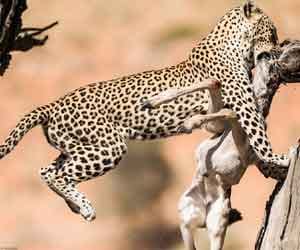 Century Plant Juriwala threat to wildlife