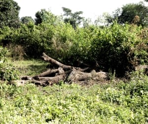 50 trees felled by the rules on hold