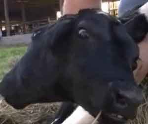 Miracle' calf born with TWO heads