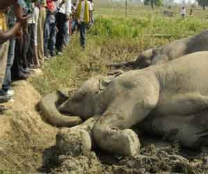 chhatisgarh_elephant_deaths