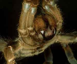 Tarantula Mating Season 