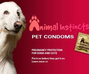 Pet condom website launches, but can you actually buy any?