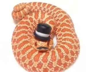 Fancypants Hognose Snakes 