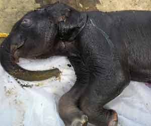 elephant died by hightension electricity line