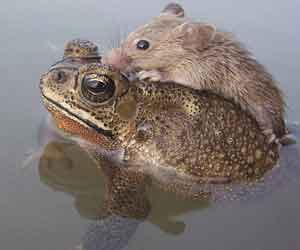 Rat rescued from the middle of a pond