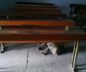 dogs capture lucknow university class rooms