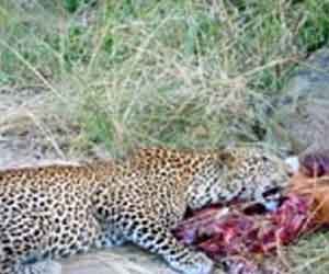 Crocodile Vs. Leopard