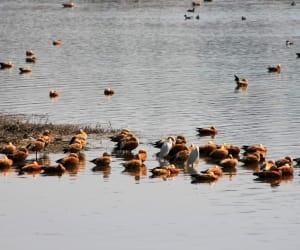 asan wetland vikasnagar