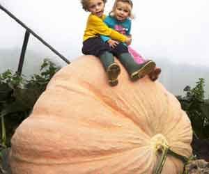 monster pumpkin the size of a small car 