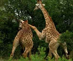 Kung Fu fighting giraffes