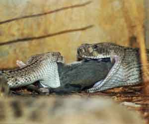 Snakes share a mouse