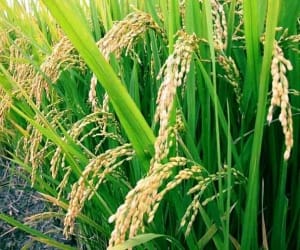 crop destroyed by rain and hail storm