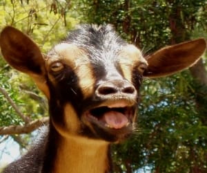 tape applied to goat's udder and then sold